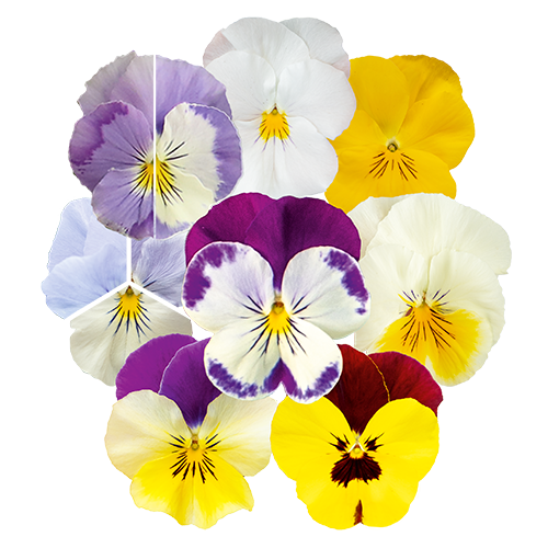 Viola wittrockiana F₁ Highflyer™ Yellow Purple Wing | Benary