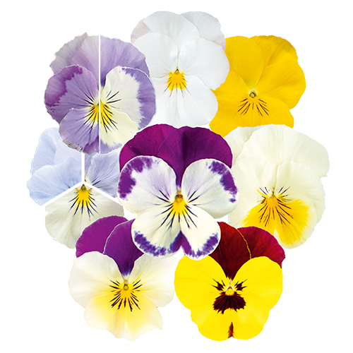 Viola wittrockiana F₁ Highflyer™ | Benary