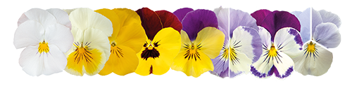 
                        Viola
             
                        wittrockiana F₁
             
                        Highflyer™
             
                        Violet Face
            