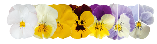 
                        Viola
             
                        wittrockiana F₁
             
                        Highflyer™
             
                        Mix
            