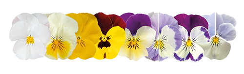 
                        Viola
             
                        wittrockiana F₁
             
                        Highflyer™
             
                        Mix
            