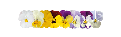 Viola
wittrockiana F₁
Highflyer™