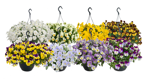 Viola
             
                        wittrockiana F₁
             
                        Highflyer™
             
                        Mix