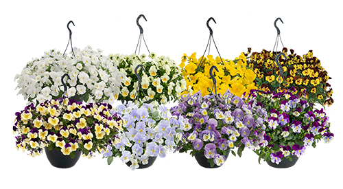 Viola wittrockiana F₁ Highflyer™ Mix | Benary