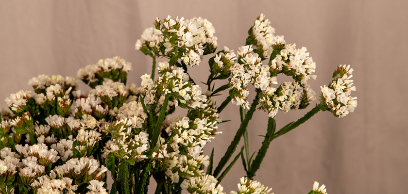 
                        Limonium
             
                        sinuatum
             
                        Hipster™
             
                        White
            