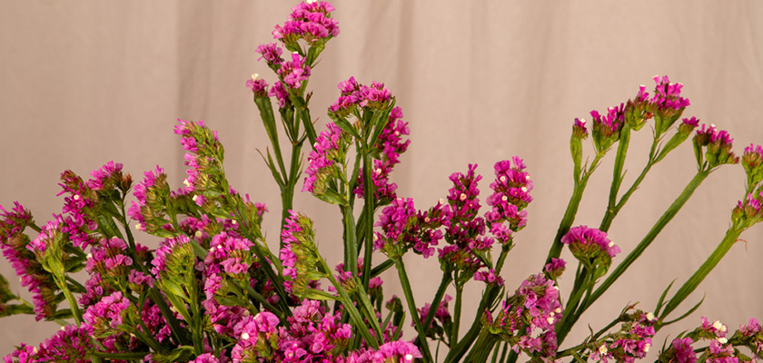 
                        Limonium
             
                        sinuatum
             
                        Hipster™
             
                        Rose
            