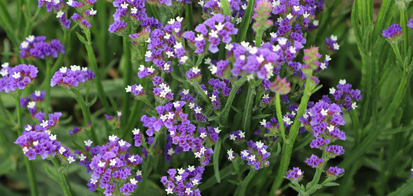 
                        Limonium
             
                        sinuatum
             
                        Hipster™
             
                        Blue
            