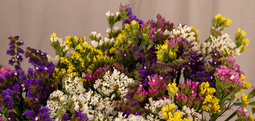 
                        Limonium
             
                        sinuatum
             
                        Hipster™
             
                        Mix
            