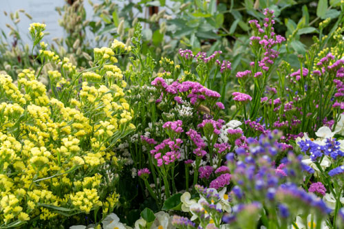 
                        Limonium
             
                        sinuatum
             
                        Hipster™
             
                        Mix
            