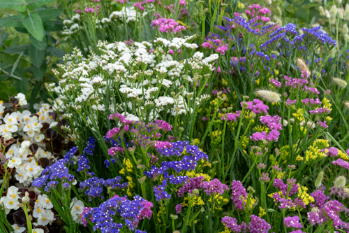 
                        Limonium
             
                        sinuatum
             
                        Hipster™
             
                        Mix
            