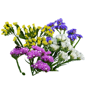 
                        Limonium
             
                        sinuatum
             
                        Hipster™
             
                        Mix
            