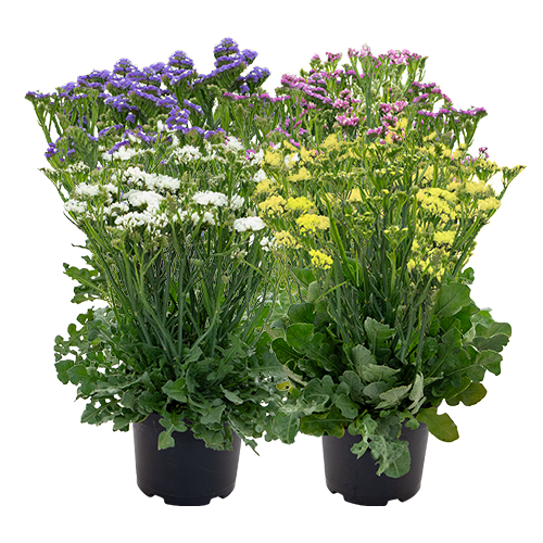 Limonium sinuatum Hipster™ 