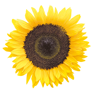 Helianthus
annuus
Holiday