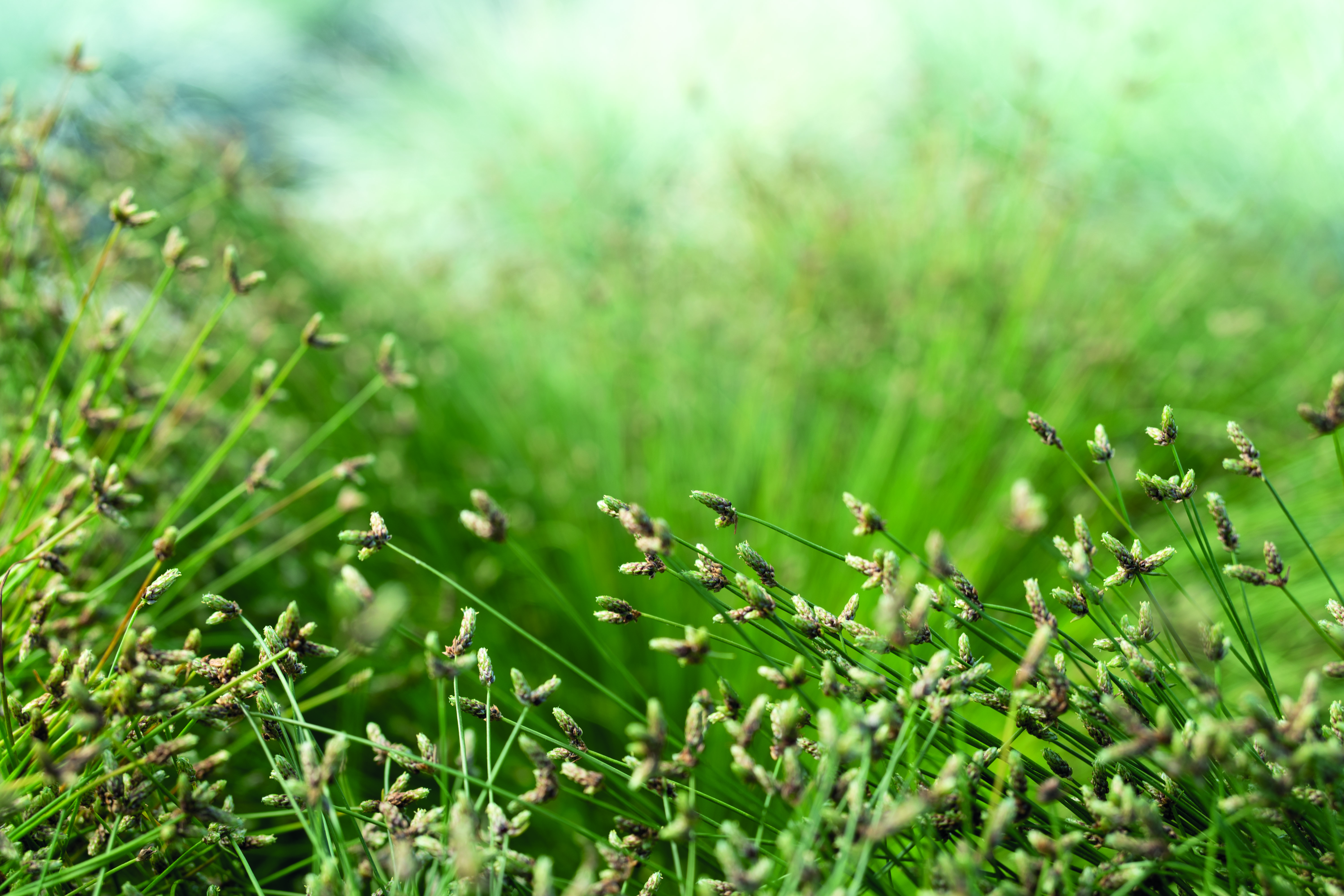 
                        Isolepis
             
                        cernua
             
                        Iggy
            