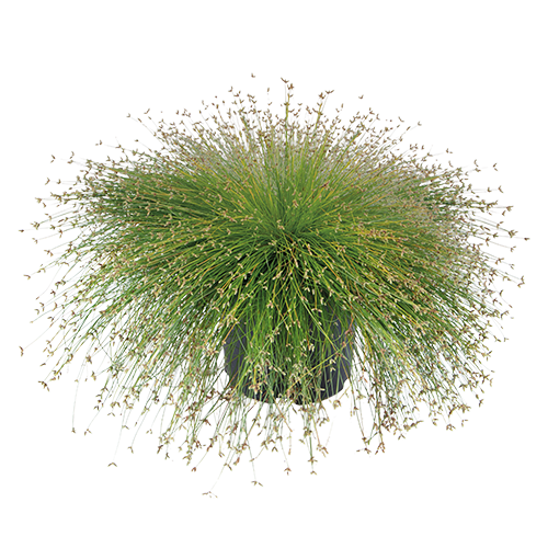 Isolepis cernua Iggy 