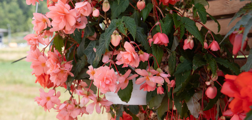 
                        Begonia
             
                        tuberhybrida F₁
             
                        Illumination®
             
                        Salmon Pink
            