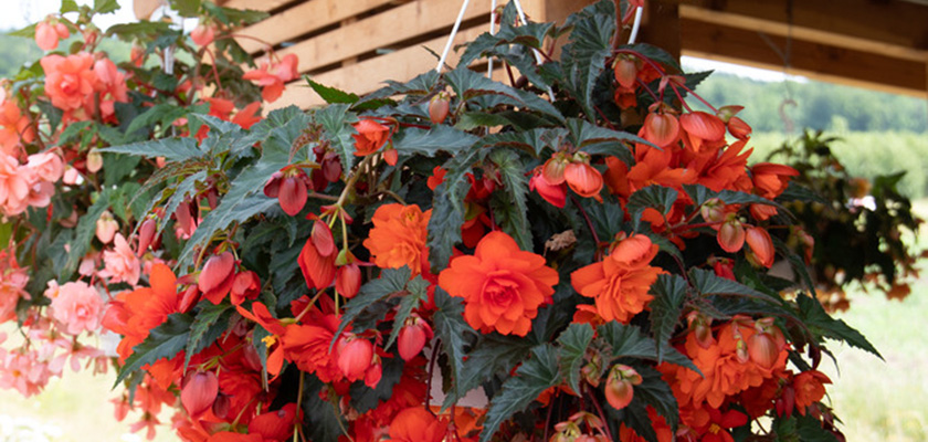 
                        Begonia
             
                        tuberhybrida F₁
             
                        Illumination®
             
                        Orange
            