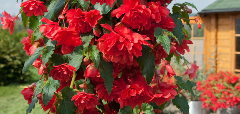 
                        Begonia
             
                        tuberhybrida F₁
             
                        Illumination®
             
                        Rose
            