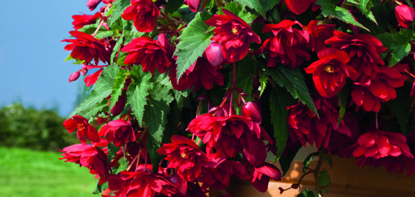 
                        Begonia
             
                        tuberhybrida F₁
             
                        Illumination®
             
                        Scarlet
            