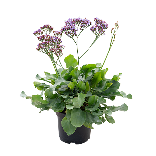 Limonium perezii Indie 