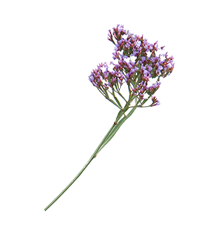 
                        Limonium
             
                        perezii
             
                        Indie
            