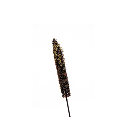 
                        Pennisetum
             
                        glaucum
             
                        Inky
            