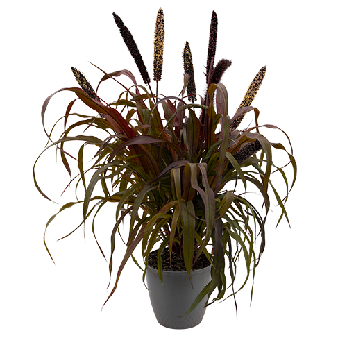 Pennisetum glaucum Inky 