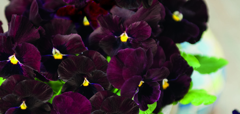 
                        Viola
             
                        wittrockiana F₁
             
                        Inspire® DeluXXe
             
                        Deep Rose Blotch
            