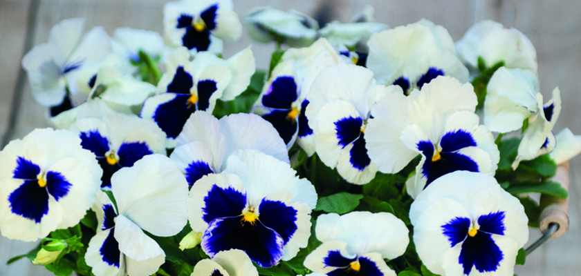 
                        Viola
             
                        wittrockiana F₁
             
                        Inspire® DeluXXe
             
                        White Blotch
            