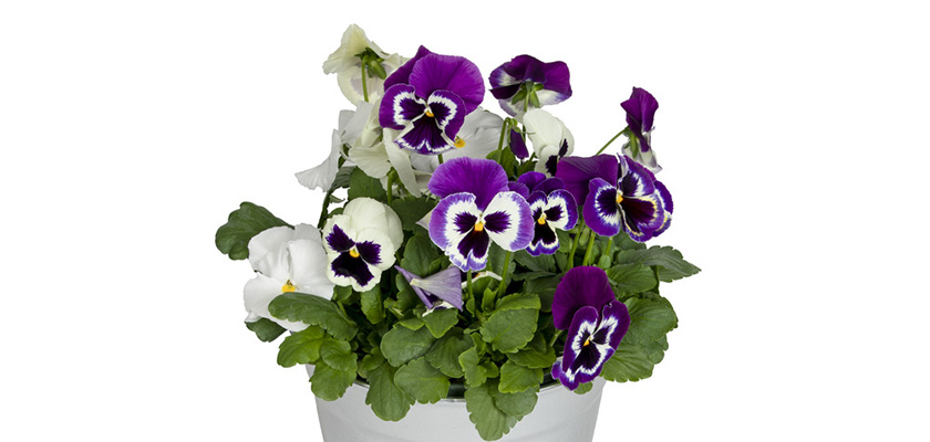 
                        Viola
             
                        wittrockiana F₁
             
                        Inspire® Plus
             
                        Blueberry Pie Mix
            
