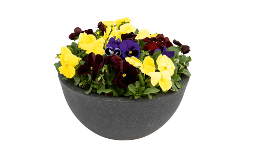 Viola
wittrockiana F₁
Inspire® Plus
Wine Country Mix