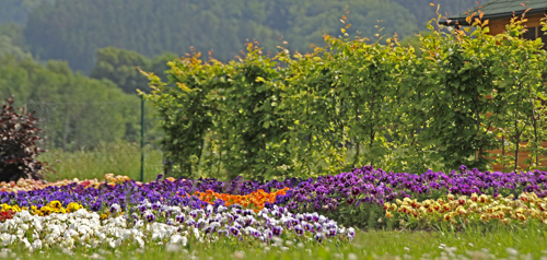 Viola
wittrockiana F₁
Inspire®