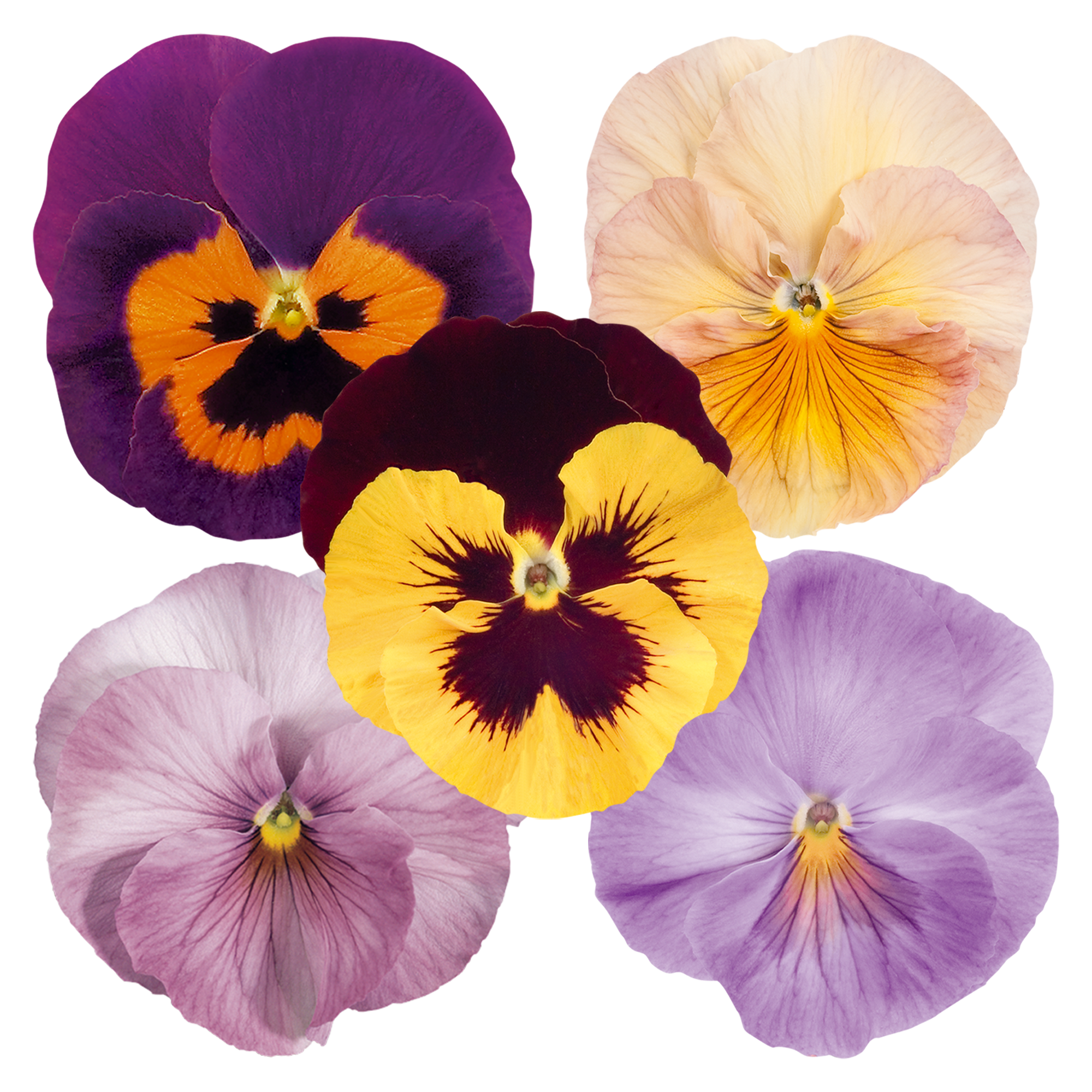 Viola wittrockiana F₁ Inspire® 