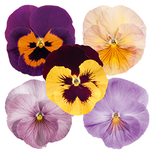 
                        Viola
             
                        wittrockiana F₁
             
                        Inspire®
             
                        Yellow Red Wing
            