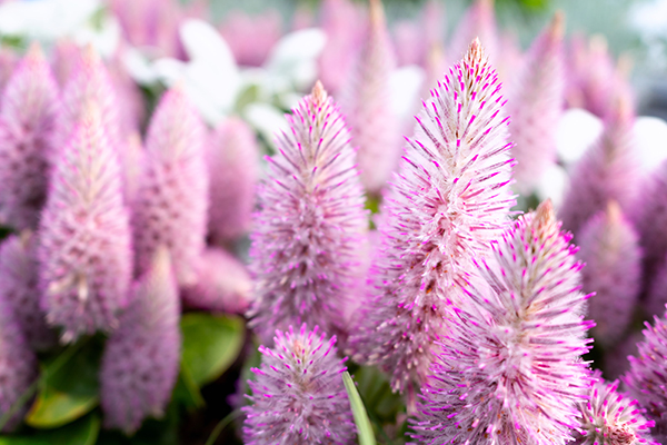 Ptilotus
exaltatus
Joey®