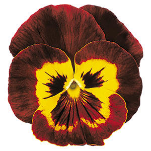 Viola
wittrockiana F₂
Joker®
Mahogany & Gold