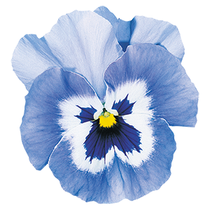 Viola
wittrockiana F₂
Joker®
Light Blue
