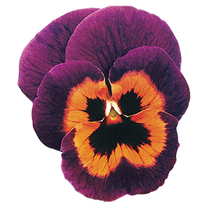 Viola
wittrockiana F₂
Joker®
Poker Face