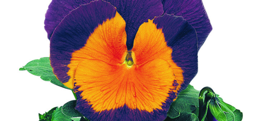 
                        Viola
             
                        wittrockiana F₂
             
                        Joker®
             
                        Jolly® Joker
            