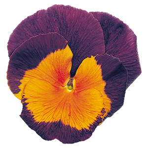Viola
wittrockiana F₂
Joker®
Jolly® Joker