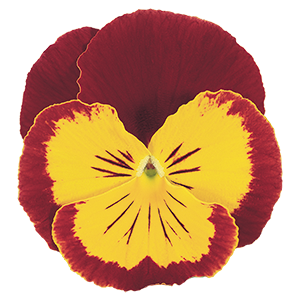 Viola
wittrockiana F₂
Joker®
Red & Gold