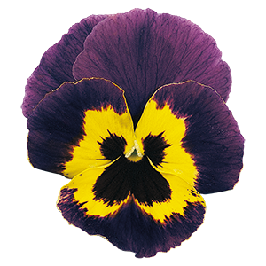 Viola
wittrockiana F₂
Joker®
Violet & Gold
