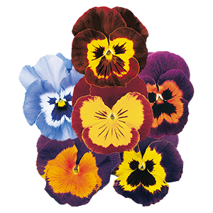 
                        Viola
             
                        wittrockiana F₂
             
                        Joker®
             
                        Mix
            