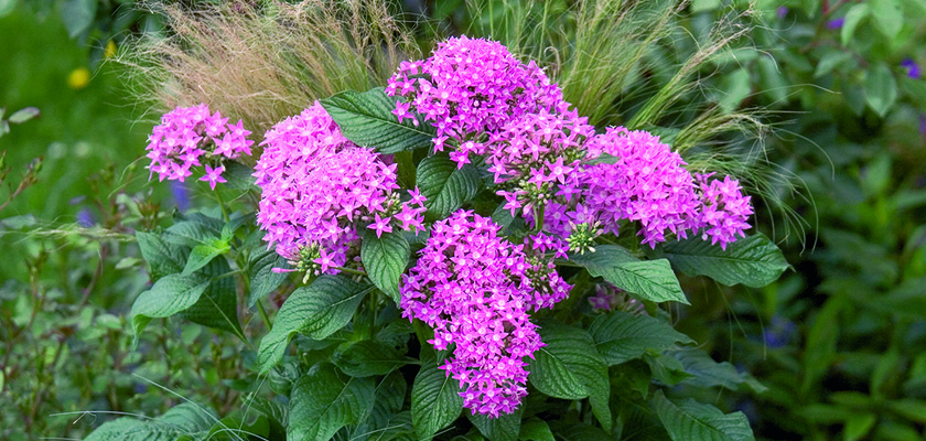 
                        Pentas
             
                        lanceolata F₁
             
                        Kaleidoscope
             
                        Pink
            