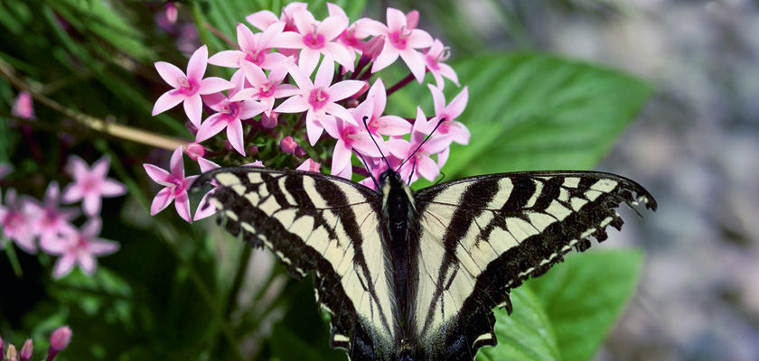 
                        Pentas
             
                        lanceolata F₁
             
                        Kaleidoscope
             
                        Appleblossom
            