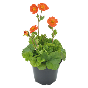 
                        Geum
             
                        coccineum
             
                        Koi
            