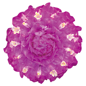 Gomphrena
             
                        globosa
             
                        Las Vegas
             
                        Purple