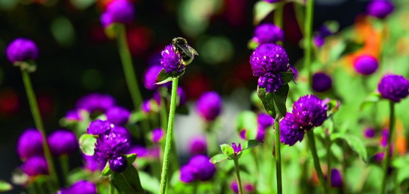 
                        Gomphrena
             
                        globosa
             
                        Las Vegas
             
                        Purple
            