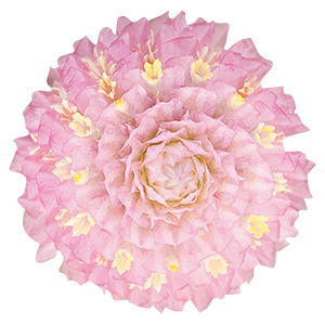 
                        Gomphrena
             
                        globosa
             
                        Las Vegas
             
                        Pink
            