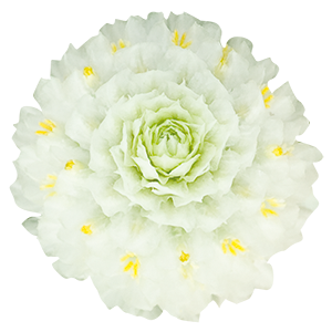 
                        Gomphrena
             
                        globosa
             
                        Las Vegas
             
                        White
            